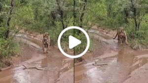 tiger cobra encounter in Tadoba