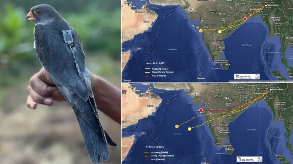 Amur Falcons Begin Annual Migration With Daring 3,000 km Arabian Sea Crossing; GPS Tags Track Their Journey