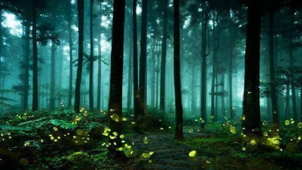 Bhimashankar Wildlife Sanctuary