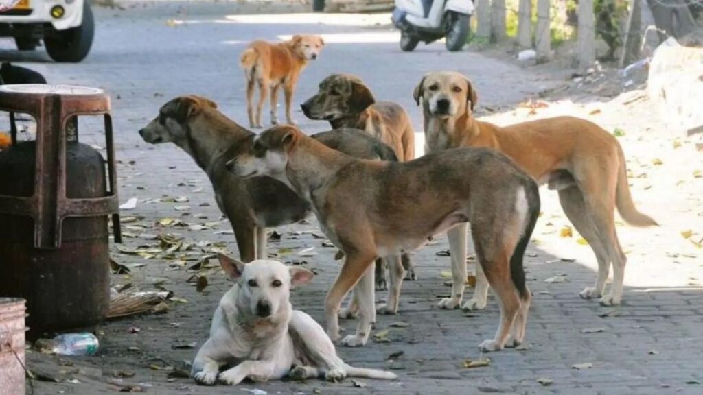 Revised Dog Bite Compensation in Bengaluru: Injured Victims to Get Rs 5,000, Families of Deceased to Receive Rs 5 Lakh