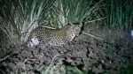 Recent Leopard Sightings in Pune: Forest Officials Urge Residents to Stay Alert, Not Panic – Issue Safety Guidelines