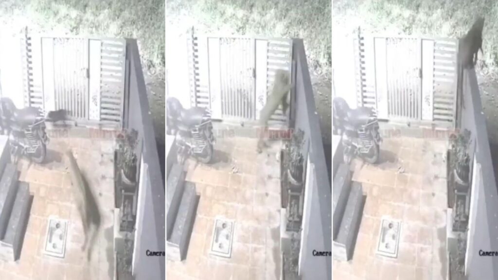 Leopard Spotted Near Hinjawadi IT Park - Viral Video Sparks Panic