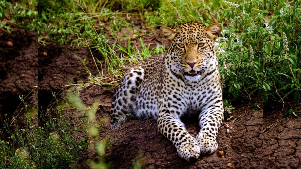 Centre Clears Leopard Sterilisation Plan in Maharashtra to Reduce Human-Animal Conflict