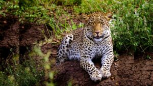Centre Clears Leopard Sterilisation Plan in Maharashtra to Reduce Human-Animal Conflict