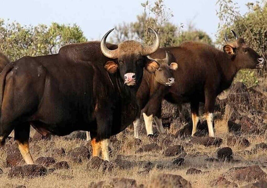 Radhanagari Wildlife Sanctuary