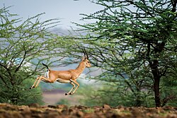 Rehekuri Blackbuck Sanctuary