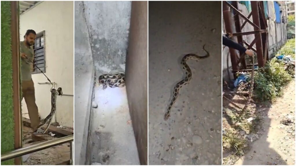 Russell’s Vipers Rescued in Maval
