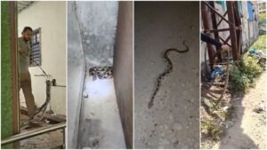 Russell’s Vipers Rescued in Maval