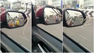 Snake Found Inside Car Mirror