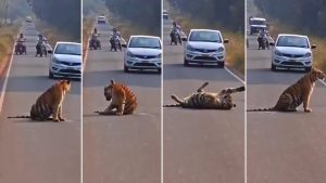 Watch: Tiger Cub Blocks Road for Hours Near Tadoba, Traffic Comes to a Standstill