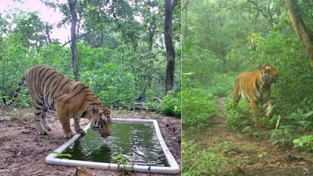 Tiger Returns to Gujarat After 32 Years, Making It the Only State to Host Both Lions and Tigers