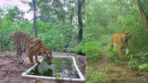 Tiger Returns to Gujarat After 32 Years, Making It the Only State to Host Both Lions and Tigers