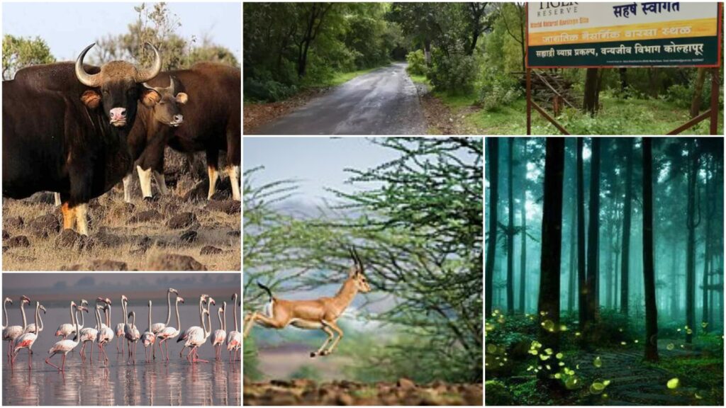 Wildlife Sanctuaries Near Pune