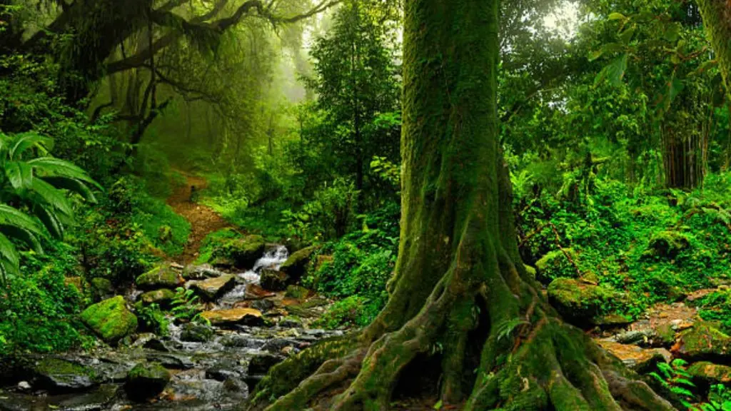 Do you know which animal is the best rain detector in the wild?