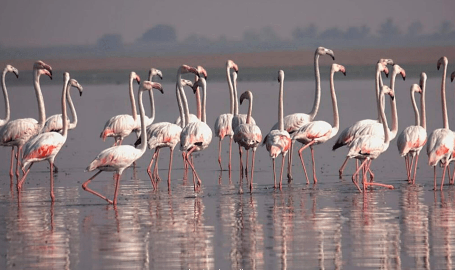 Bhigwan Bird Sanctuary