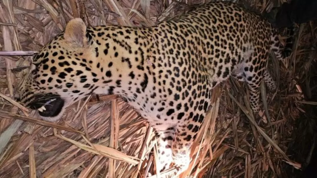 ‘Man-Eater’ Leopard Shot Dead in Pune