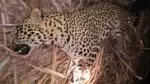 ‘Man-Eater’ Leopard Shot Dead in Pune After Series of Attacks