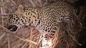 ‘Man-Eater’ Leopard Shot Dead in Pune
