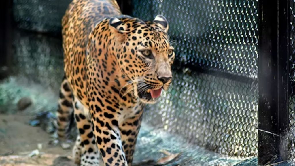68 Leopards Captured in Junnar