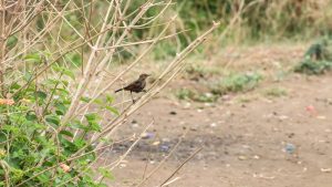 Final Tekdi Trail of 2025: Birdwatching Hike Announced at Vetal Tekdi this Saturday
