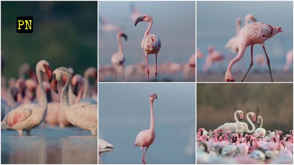 Navi Mumbai Turns Pink: Flamingo Season 2025-26 Begins as First Flocks Land at Thane Creek and DPS Lake