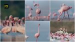 Navi Mumbai Turns Pink: Flamingo Season 2025-26 Begins as First Flocks Land at Thane Creek and DPS Lake