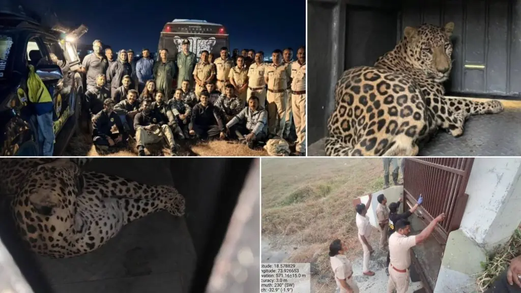 Pune Airport's Elusive Leopard Finally Captured After Eight Months of Efforts