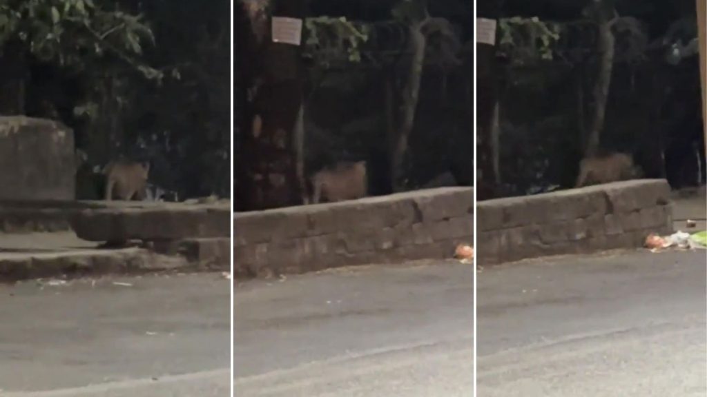 Leopard Sighted Near Bavdhan on NDA Road; Forest Officials Confirm Sighting and Issue Safety Advisory