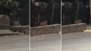 Leopard Sighted Near Bavdhan on NDA Road; Forest Officials Confirm Sighting and Issue Safety Advisory