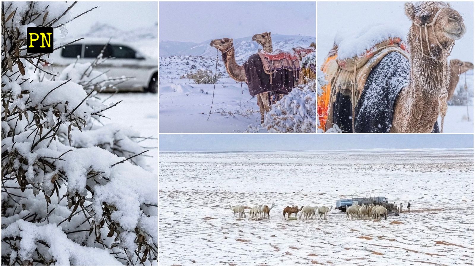 Saudi Fall Desert Miracle or AI? Rare Snowfall Blankets Saudi Arabia; Riyadh and ...
