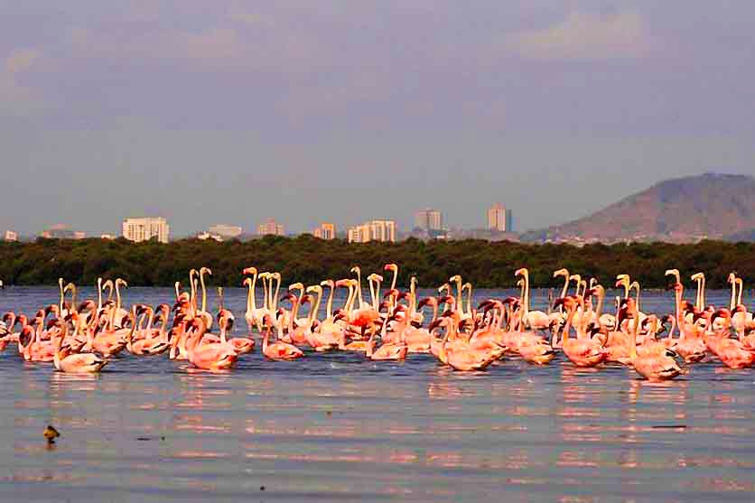 Atal Setu and the Flamingo Sanctuary