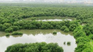 Mumbai Mangroves: 45,000 Trees That Have Silently Protected the City Everyday Now Face Existential Crisis