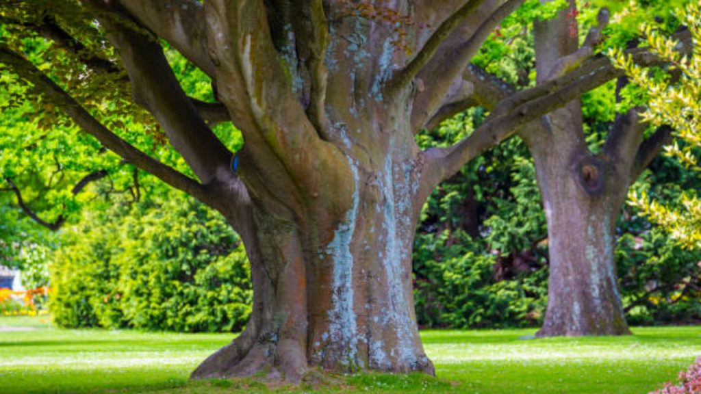 Oldest living tree in the world