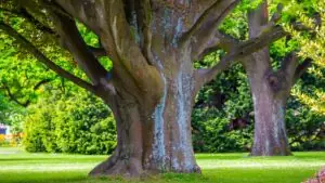 Oldest living tree in the world
