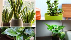 Where to Place Different Indoor Plants at Home for Positive Energy, Health, and Prosperity