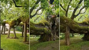 800-year-old Linden tree