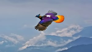 Himalayan Monal Bhutan