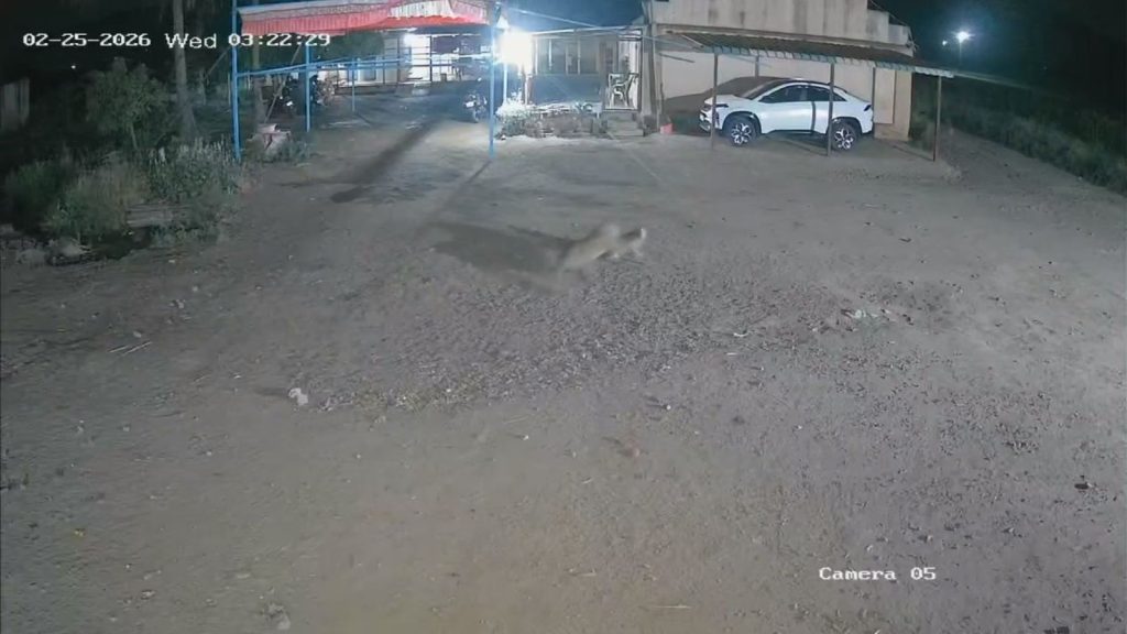 Leopard Drags Away Sleeping Dog