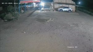 Leopard Drags Away Sleeping Dog