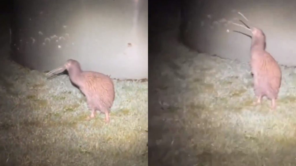 New Zealand’s Rarest Kiwi