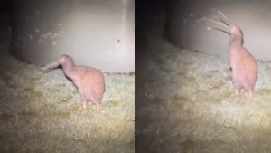 New Zealand’s Rarest Kiwi