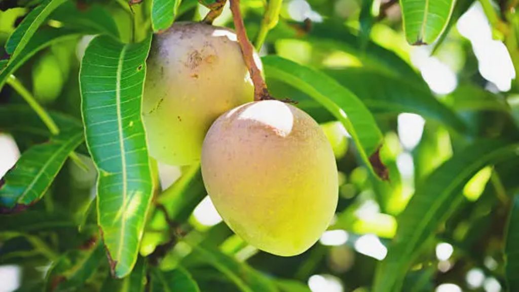Alphonso Mangoes Production Drops
