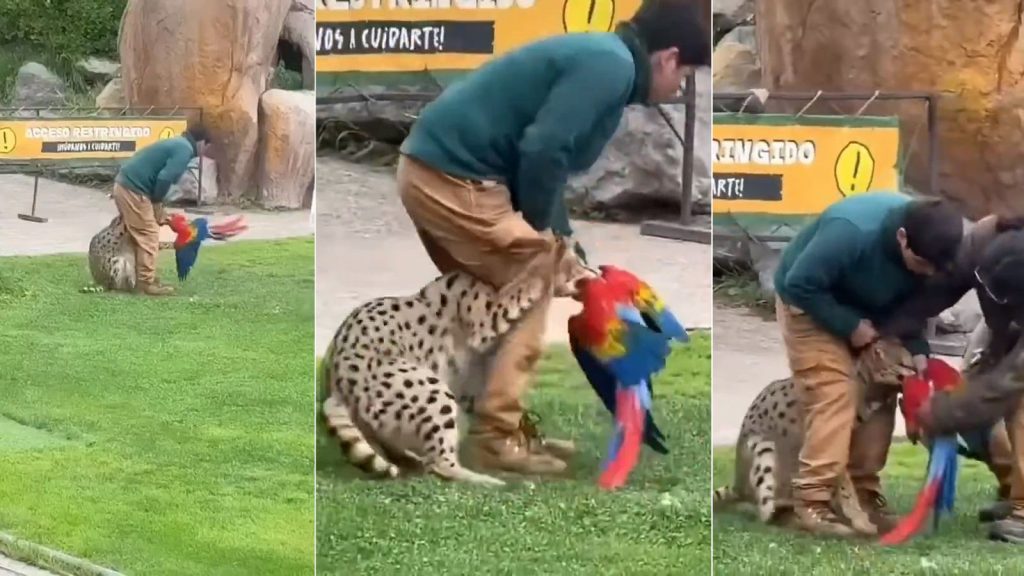 Macaw dies after serval attack