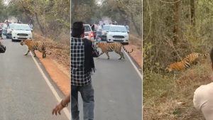 Tadoba tiger road incident