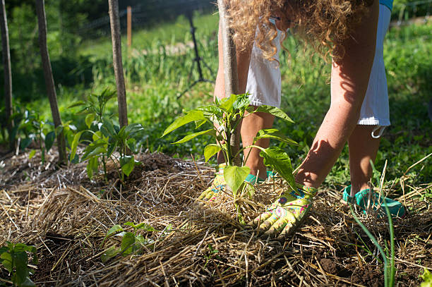How to Use Straw Mulch