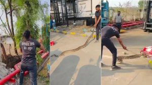 A three-panel collage showcasing a wildlife rescue operation in an industrial area. The left panel shows a rescuer in a black t-shirt standing by a tree. The center panel captures the rescuer holding a massive 9-foot Indian Rock Python by its tail, showing its full length across the pavement. The right panel shows the rescuer using a snake hook to carefully guide the python toward a red transport bag on the ground.