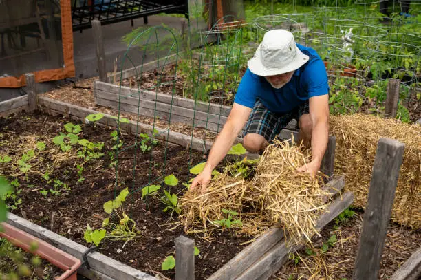 Straw Mulch Gardening