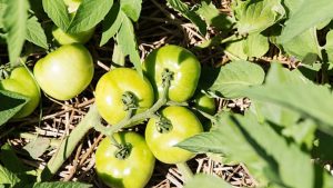 straw mulch creates a self-sustaining garden