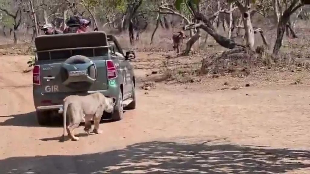 A lioness stalks past a safari vehicle in Gir National Park, preparing to ambush a cow visible running in the background through the dry teak forest.