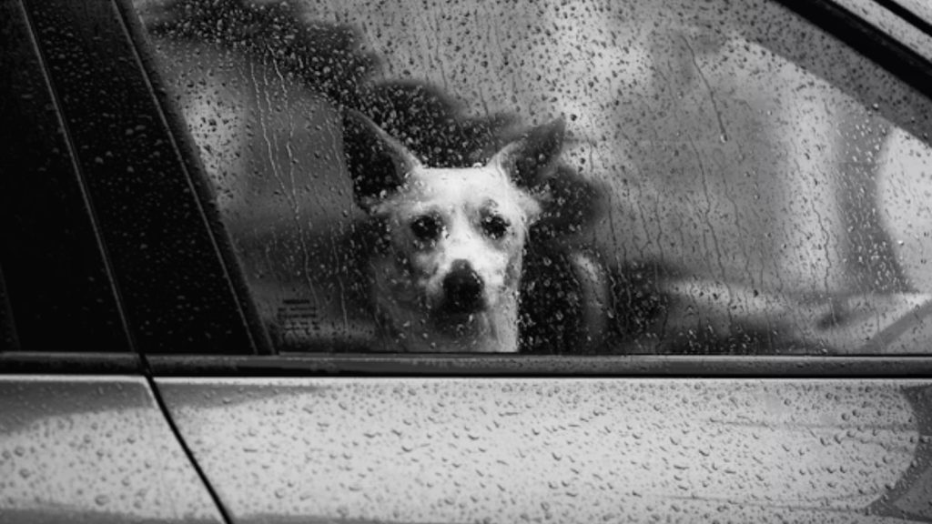 A close-up black and white photograph of a small white dog looking out of a car window covered in heavy rain droplets.